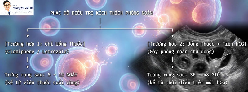 phác đồ điều trị kích thích phóng noãn