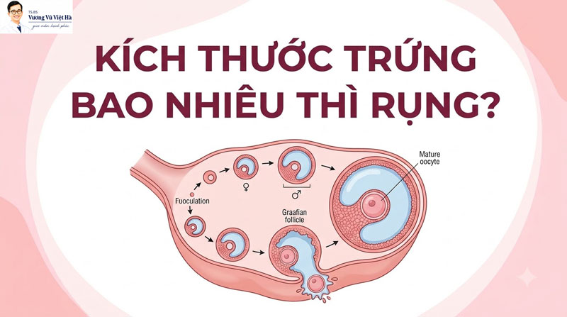 Kích Thước Trứng Bao Nhiêu Thì Rụng? Thời Điểm Canh Trứng Chuẩn Để Đậu Thai