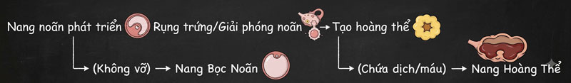 quá trình phát triển nang noãn và rụng trứng hàng tháng của buồng trứng