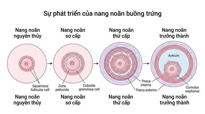 Sự phát triển của nang noãn