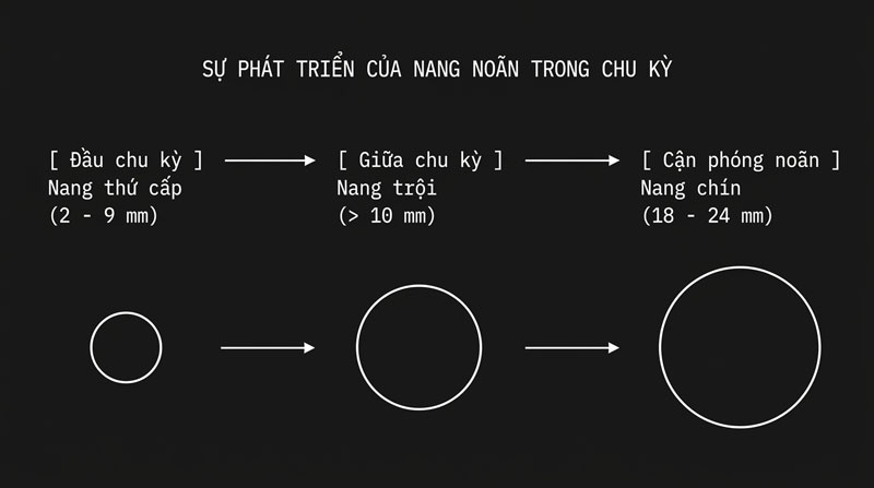 Sự phát triển của nang noãn trong chu kỳ