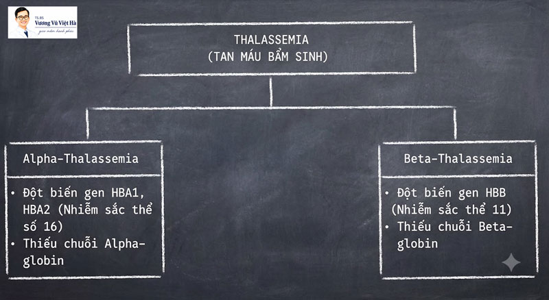 Thalassemia (Tan máu bẩm sinh)