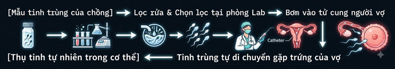cơ chế hoạt động của thủ thuật IUI