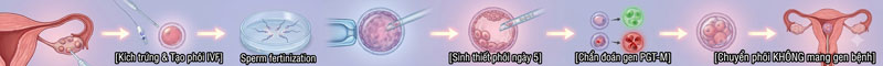 Thụ tinh trong ống nghiệm kết hợp Chẩn đoán di truyền tiền liệt phôi (IVF + PGT-M)