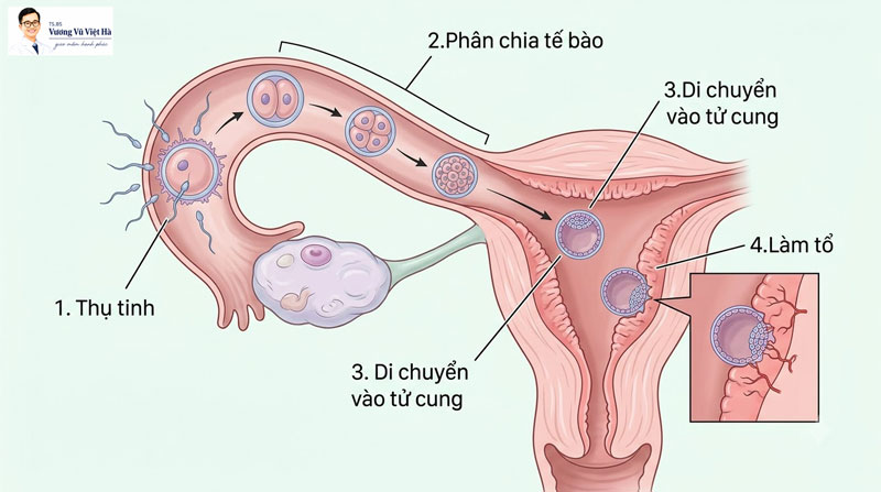 Diễn tiến từ quá trình thụ tinh đến khi làm tổ sau IUI