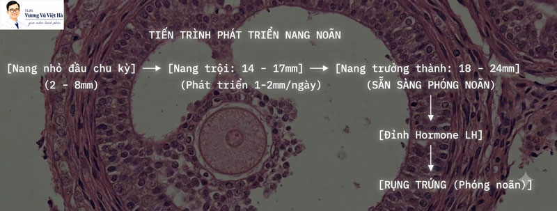 Tiến trình phát triển nang noãn