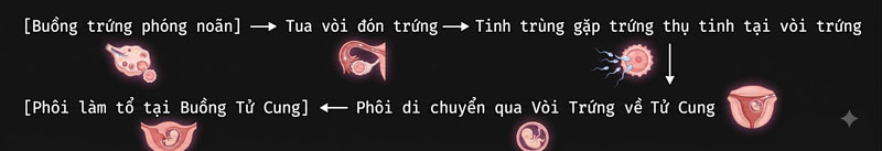 vai trò của buồng trứng trong quá trình thụ thai