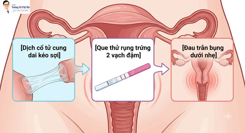 Dấu Hiệu Nhận Biết Trứng Đã Hoặc Sắp Rụng